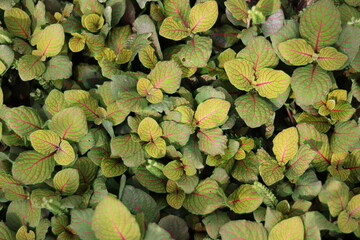 Full frame image of yellow green bush foliage in spring