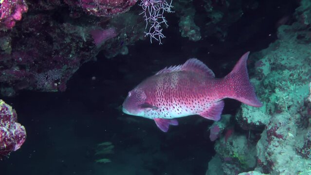 Near a reef rich in caves and crevices, a large Leopard Grouper (Plectropomus pessuliferus) feels completely safe.