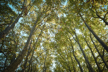trees and sky