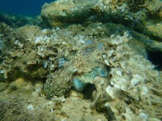 Common octopus (Octopus vulgaris) hunting, Aegean Sea, Greece, Halkidiki
