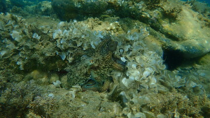 Common octopus (Octopus vulgaris) hunting, Aegean Sea, Greece, Halkidiki