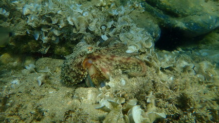 Common octopus (Octopus vulgaris) hunting, Aegean Sea, Greece, Halkidiki