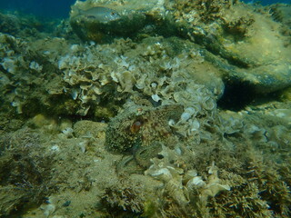 Common octopus (Octopus vulgaris) hunting, Aegean Sea, Greece, Halkidiki