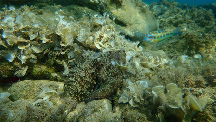 Common octopus (Octopus vulgaris) hunting, Aegean Sea, Greece, Halkidiki