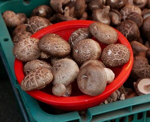 Brown chestnut mushrooms in red plastic bowl in green crate