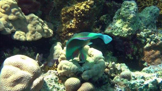 A brightly colored male Heavybeak parrotfish (Chlorurus gibbus) bites hard corals with its powerful teeth in search of food.