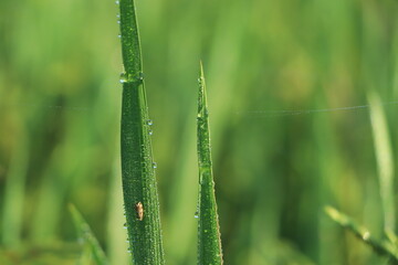The rice plants in the fields that are gushing out with the morning dew are a very beautiful of nature