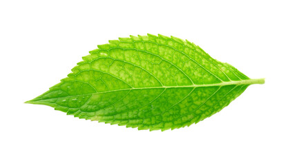 Fototapeta premium green leaves on transparent png