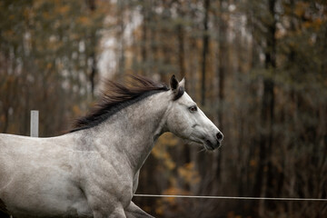 Obraz na płótnie Canvas A beautiful gray horse of the Quarter Horse breed will say over a green field