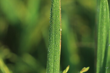 The rice plants in the fields that are gushing out with the morning dew are a very beautiful of nature