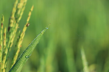 Fototapeta na wymiar Dew Drops. The atmosphere in the morning the air feels fresh with warm morning sunlight that looks sparkling morning dew dew on flowers and green grass in the tropical rice fields. Macro photography.