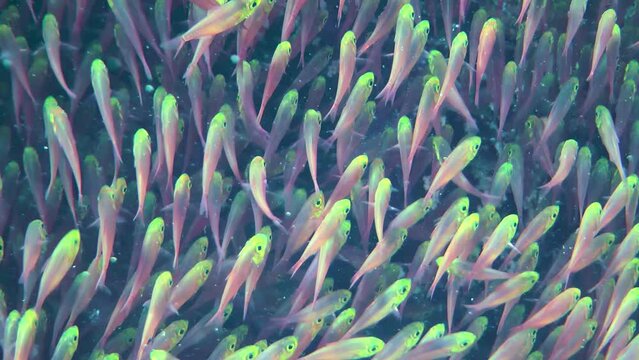 Fish in huge aggregations of Pigmy sweeper (Parapriacanthus ransonneti) move continuously like a jet of water, close-up.