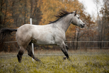 Fototapeta premium A beautiful gray horse of the Quarter Horse breed will say over a green field