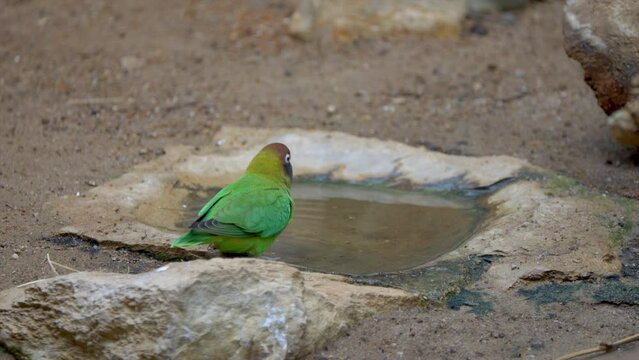 Lovebird drinking water in its natural habitat