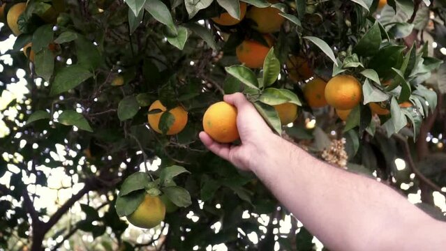 Man plucking a ripe orange from a laden tree in slow motion , farming citrus 