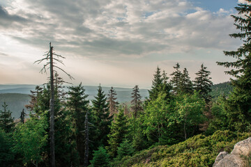 Wald am  Brocken im Harz
