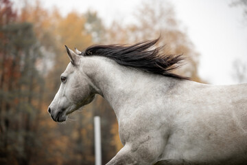 A beautiful gray horse of the Quarter Horse breed will say over a green field
