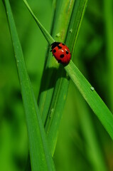 ladybug on grass