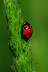 ladybug on grass