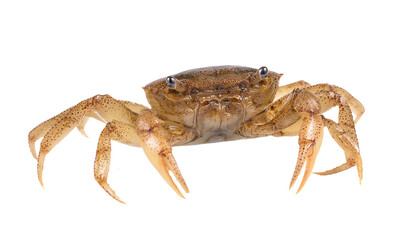 crab on transparent png