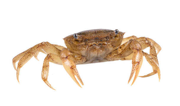 crab on transparent png