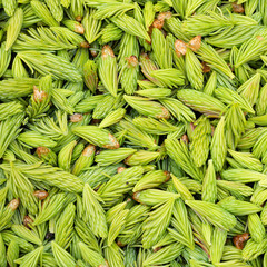 Spruce tips foraged food background nature pattern