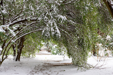 Green leaved tree branch bent under the weight of summer snow. Clear sunny day. Weather and meteorological anomalies. - obrazy, fototapety, plakaty