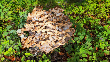 Group of mushrooms in a meadow