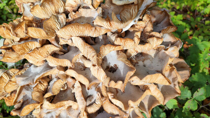 Group of mushrooms in a meadow