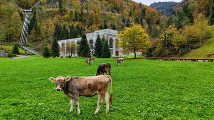 Cows graze in front of a hydroelectric station near Engelberg on Switzerland