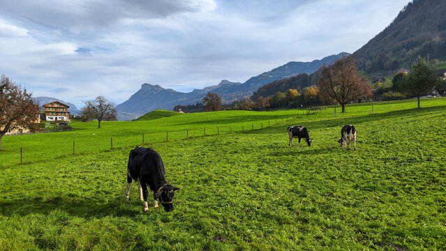 Rural landscape with cows at Buochs on Switzerland