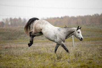 Naklejka na ściany i meble A beautiful gray horse of the Quarter Horse breed will say over a green field