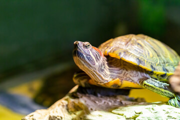 Fototapeta premium Red Eared Terrapin - Trachemys scripta elegans close-up, portrait of a turtle
