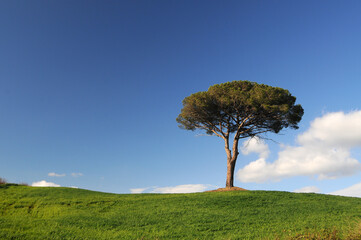 Fototapeta premium tree on a hill