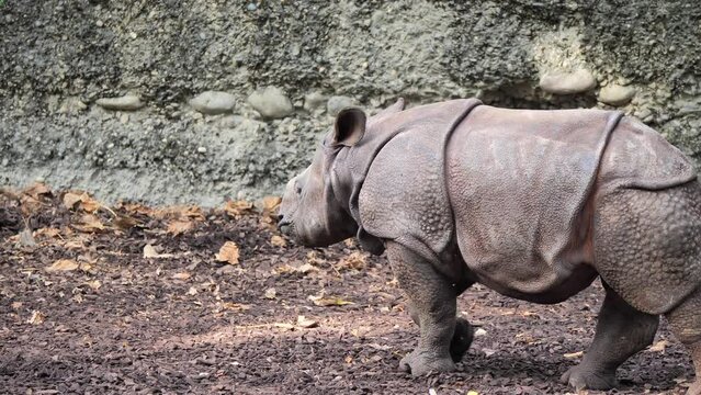Closeup of big rhino in its natural habitat