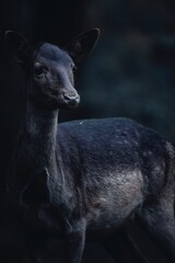 deer in the zoo