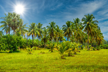 Coconut palms with green field and blue sky, White Sand Beach Kh - obrazy, fototapety, plakaty