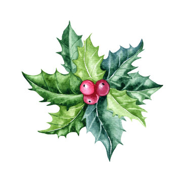 Christmas holly branch, Christmas mistletoe watercolor illustration