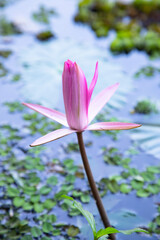 Fototapeta premium Beautiful Landscape view of blooming red pink lilies or lotus Flowers in the pond water