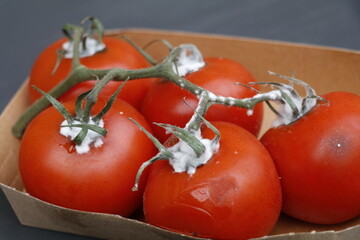 bright red bush tomatoes gone bad and showing patches of mold
