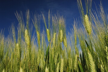 ears of wheat