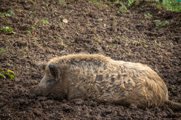 gros plan sur un cochon dans son enclos	