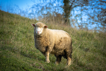 Obraz premium gros plan sur des moutons dans une pâture