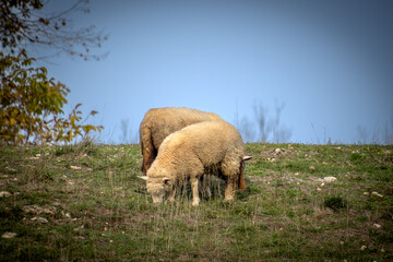 Fototapeta na wymiar gros plan sur des moutons dans une pâture