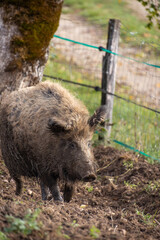 gros plan sur un cochon dans son enclos	