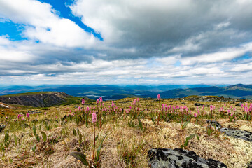 Blooming Alpine Bistort Keno Hill landscape Yukon