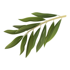 Obraz premium Branch with leaves isolated on white. Olive tree. Vector illustration