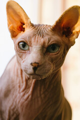 Bald Canadian Spynx cat muzzle with beautiful blue eyes looking in a camera. A kitty with clever eyes portrait. Concentrated feline pet, domestic unusual animal at home. Sphinx cat close up indoors.