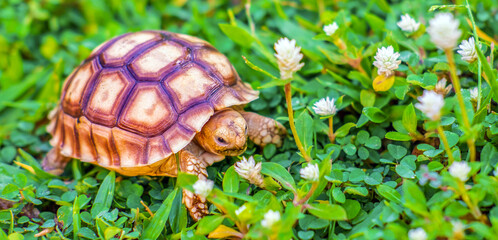 Close up of Sulcata tortoise or African spurred tortoise classified as a large tortoise in nature,...