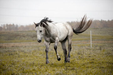 A beautiful gray horse of the Quarter Horse breed will say over a green field